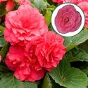 Afbeelding van Begonia knol P12 tub. Deep rose
